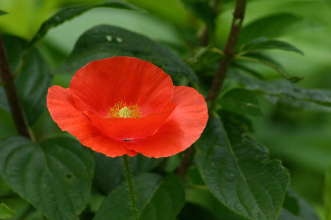 Red-poppy