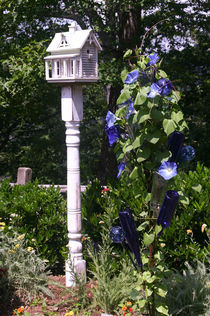 White birdhouse and  Blue Clematis by June Buttrick