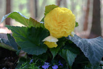 Yellow begonia by June Buttrick
