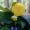 Yellow-burgonia