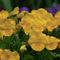 Yellow-pansies