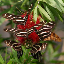 Zebra Butterflies von June Buttrick