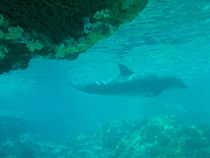 Dolphin underwater von June Buttrick