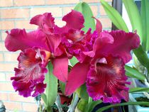 Brilliant red orchid by June Buttrick