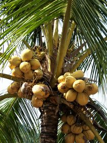 Kokospalme von assy