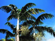 Palmen und blauer Himmel by assy