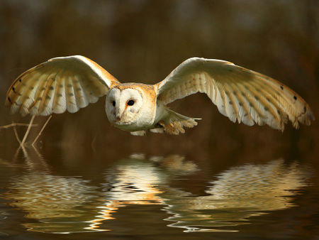 Barn-owl-flight-river-16x12