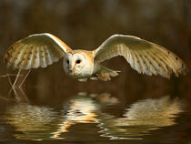 Barn Owl with reflection by Bill Pound