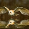 Barn-owl-flight-river-16x12