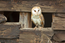 Barn Owl 01 by Bill Pound