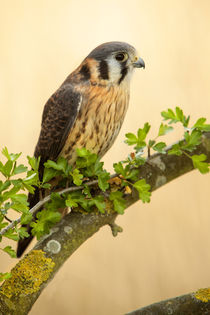 American Kestrel  (Falco sparverius) by Bill Pound