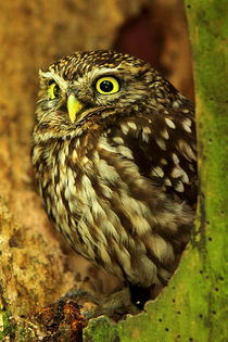 Little Owl  (Athene noctua)  by Bill Pound