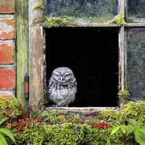 Window Owl by Bill Pound