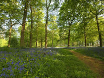 Woodland Path by Bill Pound