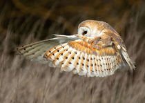 Barn Owl Wings by Bill Pound