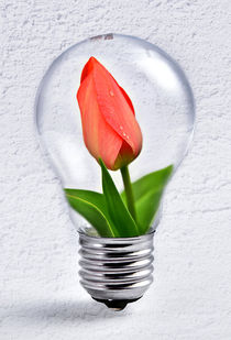 Tulpe in Glühbirne von Peter Bergmann