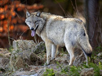 European Wolf by Bill Pound