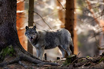 European Wolf 02 by Bill Pound