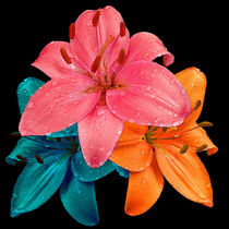 Colourful Lillies von Bill Pound