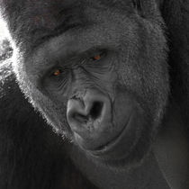 Silverback Gorilla von Bill Pound