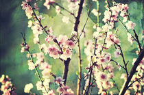 Vintage Cherry Blossom by Karen Black