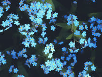Forget-me-not by Andrei Grigorev