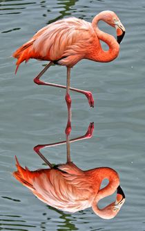 Flamingo mit Spiegelbild von kattobello