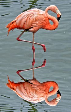 Flamingo1a