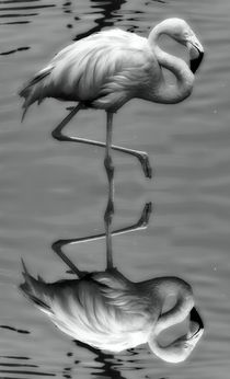 Retro Flamingo mit Spiegelbild by kattobello
