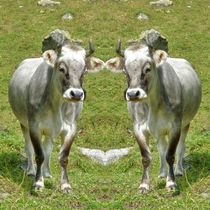 Kuh Zwillinge von kattobello