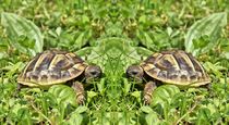 Schildkröten Zwillinge von kattobello