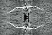 Retro Schwanenflug mit Spiegelbild von kattobello