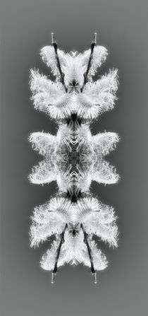 Retro Weidenkätzchen im Spiegelbild von kattobello