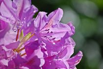 Rhododendron... 29 by loewenherz-artwork