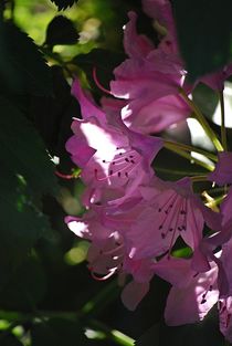 Rhododendron... 18 by loewenherz-artwork