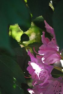 Rhododendron... 20 by loewenherz-artwork