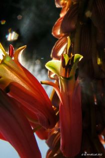 Neuseelandflachs Blüten von art-dellas