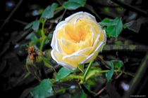 gelbe Rose von art-dellas