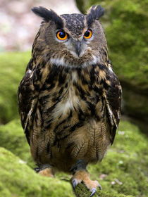 European Eagle Owl by Bill Pound