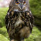 Eagle-owl-16x12