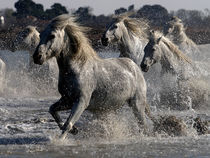 Camargue Horses 02 von Bill Pound