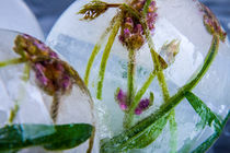Lavendel in kristallklarem Eis 3 by Marc Heiligenstein