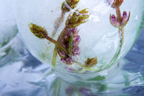 Lavendel in kristallklarem Eis 2 by Marc Heiligenstein
