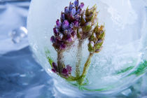 Lavendel in kristallklarem Eis 1 von Marc Heiligenstein