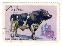 Cow from Cuba von Polina Zedler