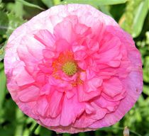 rosa Mohnblumenblüte von assy