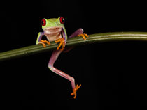 Red-Eyed Tree Frog by Bill Pound