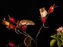 Harvest Mice 01 by Bill Pound