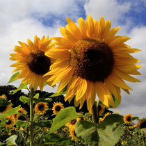 Sunflowers 01 by Bill Pound