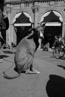 Dog or Kangaroo ? by Azzurra Di Pietro
